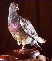 Cher Ami Cher Ami