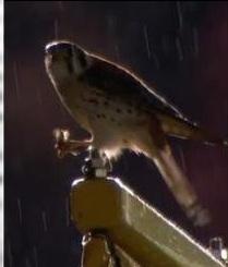 Kirby The Kestrel