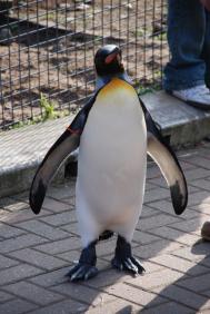 Sir Nils Olav