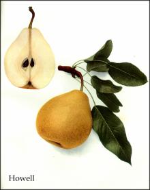 Ulysses Prentiss Hedrick