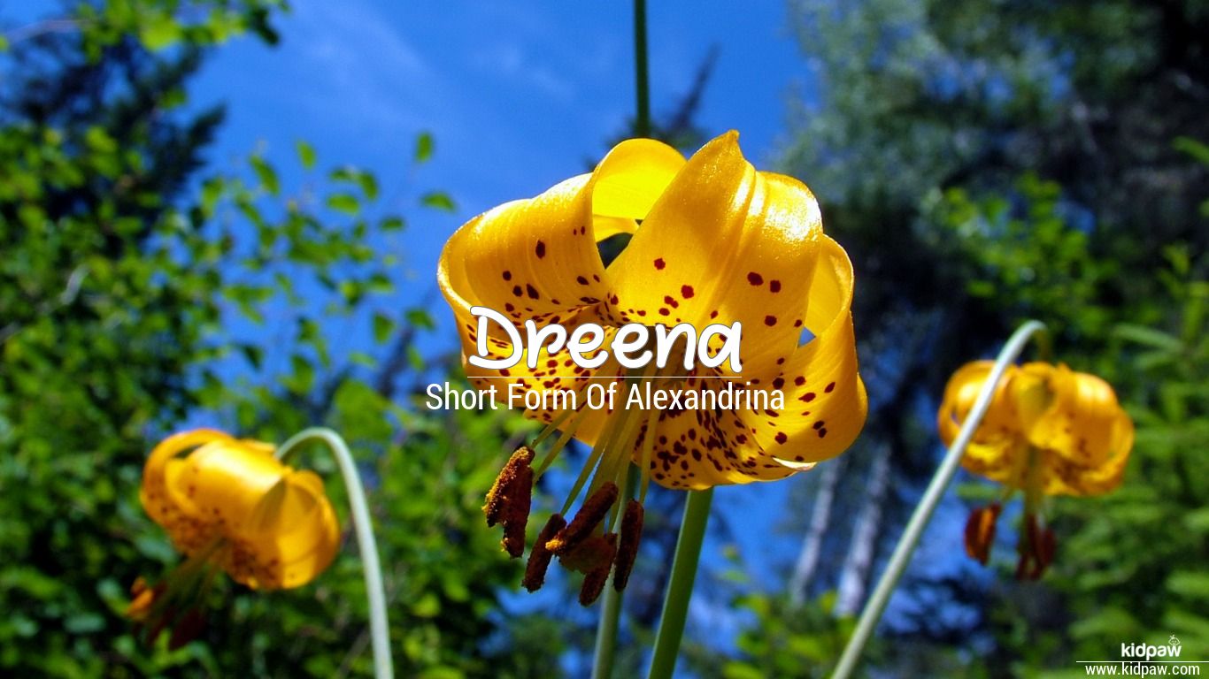 Dreena 3D Name Wallpaper for Mobile, Write Name on Photo Online
